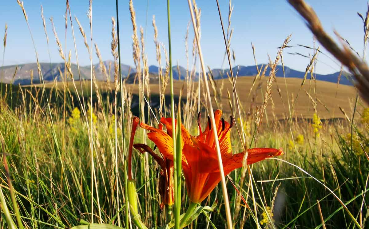 Fioritura di giglio rosso sui Prati di Ragnolo nel Parco Nazionale dei Monti Sibillini. Sullo sfondo sono visibili le principali cime della compagine nord del Parco.